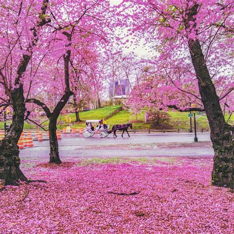 Central park is beautiful during spring!» central park: NY Through the Lens - New York City Photography ...