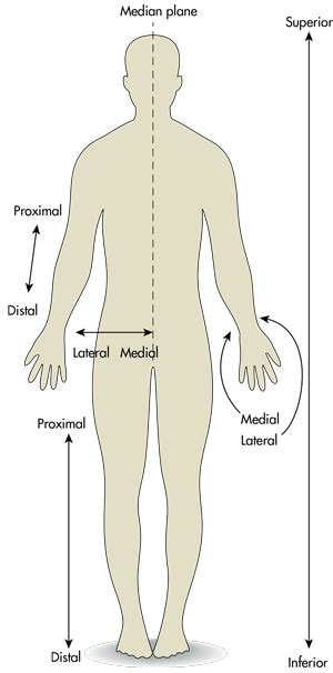 Medial And Lateral