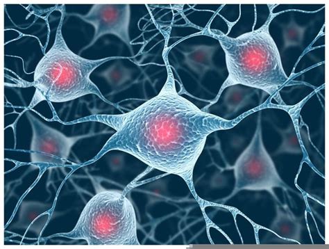 Brain Cells Free Images At Vector Clip Art Online