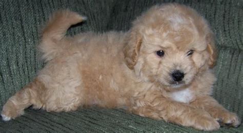 573 likes · 6 talking about this. Eskipoo- it is Buster's sibling. But for real!!!! | Pets, Puppies