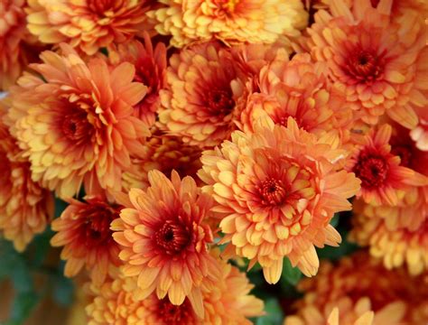 Garden Mums Rust Colored And Beautiful For The Fall Sowing The Seeds