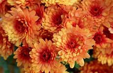 mums rust garden colored beautiful fall dainty apricot last these they will