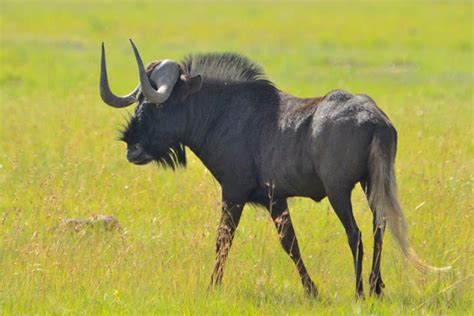 Hunting Black Wildebeest Pete Safaris