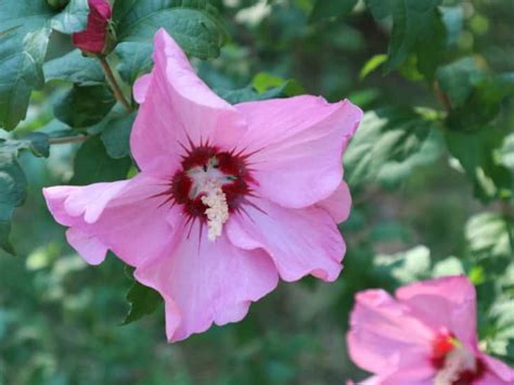 Discover flowering shrubs for shade and get growing tips to help them thrive from the experts at hgtv gardens. 17 Most Beautiful Flowering Shrubs - Amazing Bushes for a ...