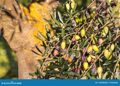 Close Up Of Kalamata Olives Ripening On Tree Stock Image Image Of