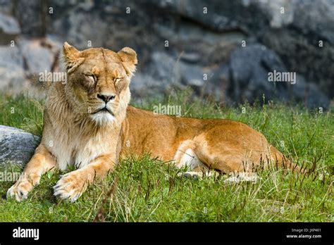 Female African Lion Panthera Leo Resting In Sunlight Model Release