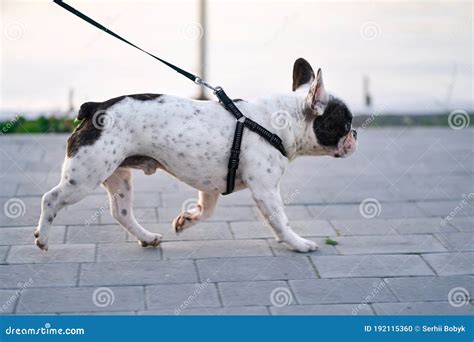 French Bulldog Walking On Leash Outdoors Stock Photo Image Of