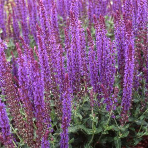 Fiori di malva blu violetto quantità. Salvia Superba Blaukonigin - Capecchi Vivai Piante Pistoia