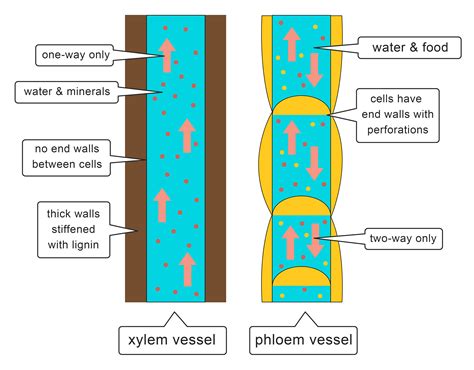 Water And Food Are Carried In Vascular Bundles Along The