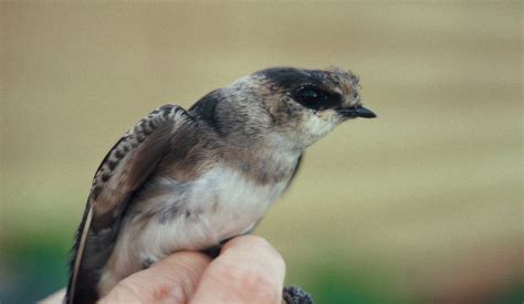 cave swallow birds of nebraska online