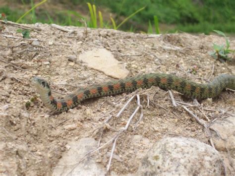 Korean Snake Photo