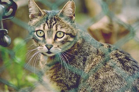 Wallpaper Wildlife Striped Whiskers Wild Cat View Bobcat Mesh