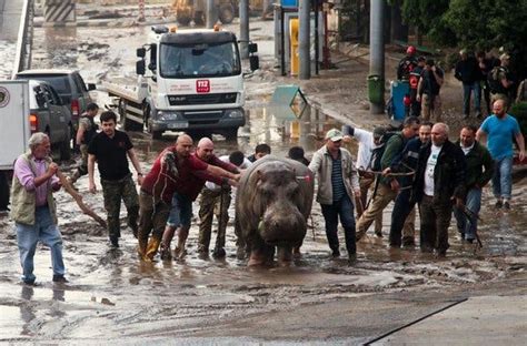 Zoo Animals On The Loose In Tbilisi After Flooding The New York Times
