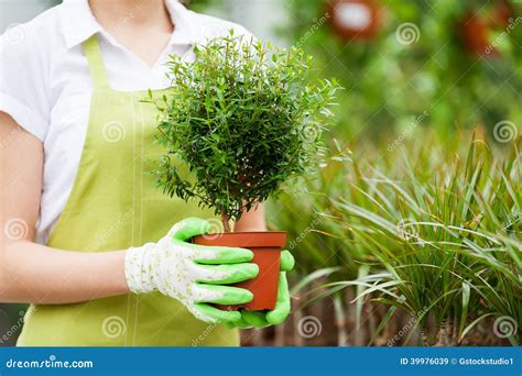 Woman With Potted Plant Stock Image Image Of Female 39976039