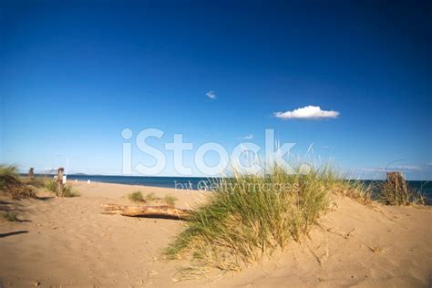 Seaside Grass Stock Photo Royalty Free Freeimages