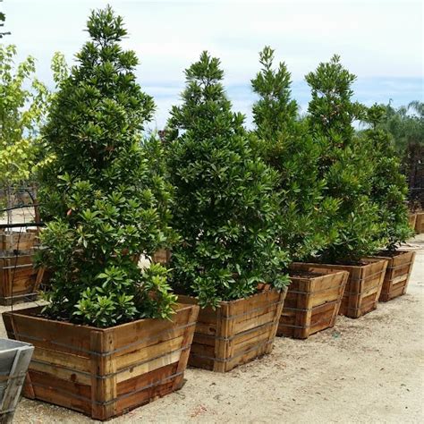 Japanese Blueberry Tree Pros And Cons