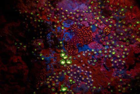 23 Fluorescent Coral Reefs Under Uv Light Coral Reef Uv Light Sea