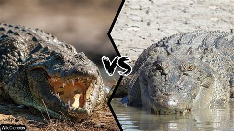Nile Crocodile Vs Saltwater Crocodile Who Is The Most Powerful Youtube
