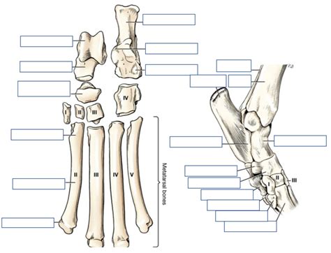 Pelvic Bone Tarsal Metatarsal Bones Canine Diagram Quizlet
