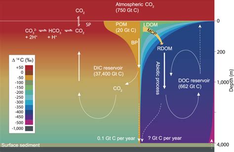Formation Of Oceanic Carbon Reservoirs Dic Left Comprises The