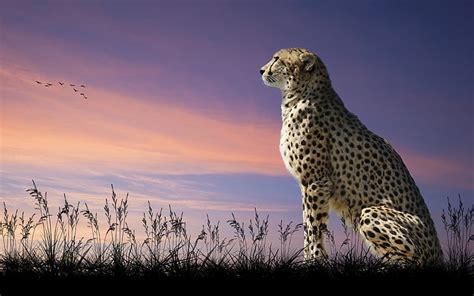 Cheetah 1080p 2k 4k 5k Hd Wallpapers Free Download Wallpaper Flare