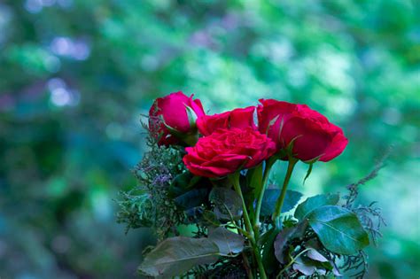 A Bunch Of Red Roses Stock Photo Download Image Now Autumn Beauty