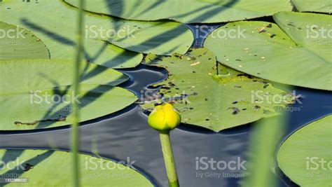 Yellow Water Lily Yellow Flower Of Water Lily Or Nymphaea Aquatic
