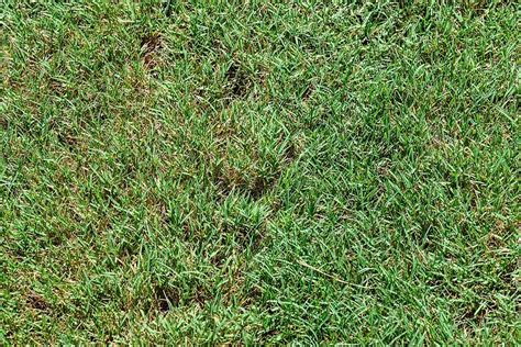 Grass Growing In Clumps Or Patches 8 Common Culprits In Pennsylvania