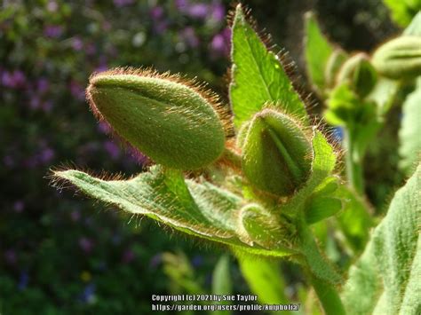 Photo Of The Closeup Of Buds Sepals And Receptacles Of Meconopsis