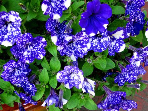 The sky blue flower is a dye material and type of plant that grows in the jungle and underground jungle. Blue Night Sky Petunia Flowers Stock Photo - Image of ...