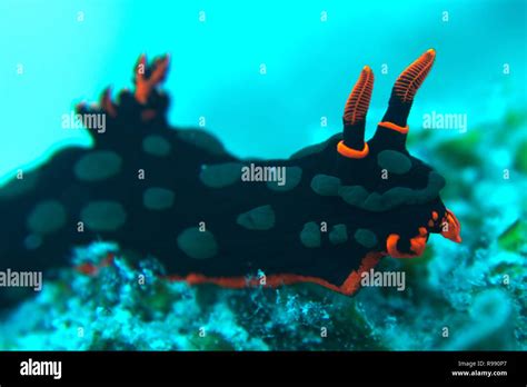 Black And Orange Nudibranch Sea Slug Stock Photo Alamy