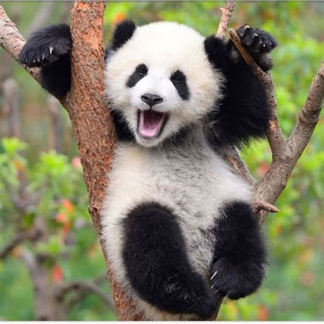 ♥ Pandas ♥ Pandas Gigantes Pandas Filhotes Ursos Panda Bebê