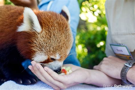 Feed A Red Panda Australia Angela Wilhelm Animal Conservation