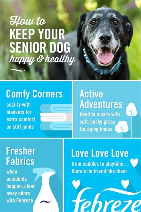 Heres A Few Easy Pet Care Tips To Keep Your Senior Dog Happy Dogs