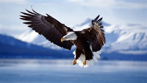 Bird Animal Beautiful Wild Wings Exotic Birds Wallpapers Hd