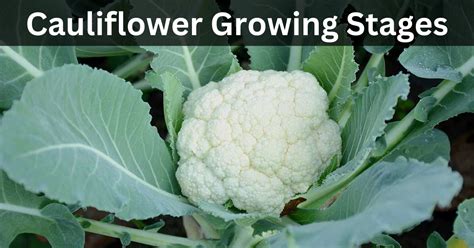 Cauliflower Growing Stages Gardening Tips Root Insider
