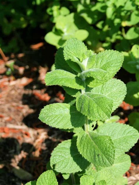 Why Apple Mint Will Be Your New Favorite Herb Home Garden Joy