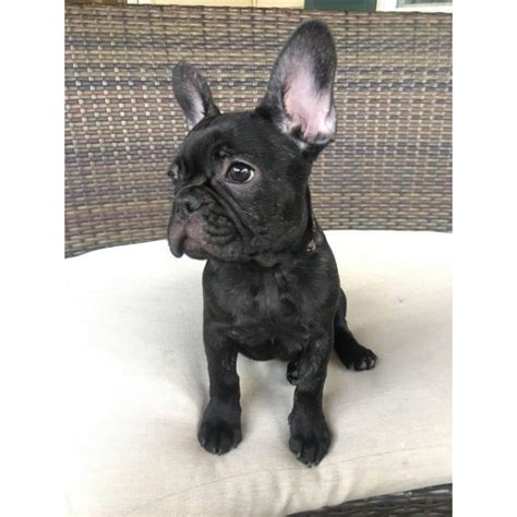 The dogs were dubbed bouledogue francais. Home Raised Female French Bulldog Puppy in Roanoke ...