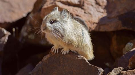 Some Pikas May Soon Face A New Climate Challenge Low Oxygen 🐭
