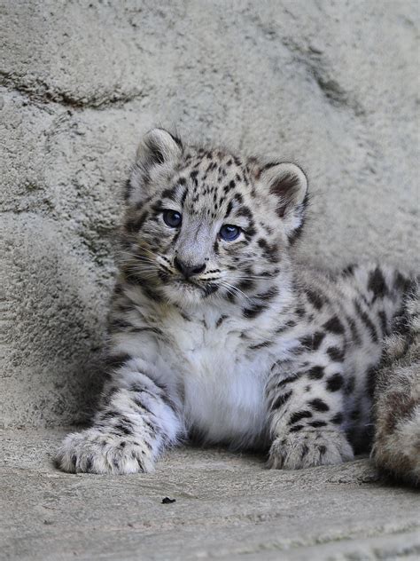 Pin On Snow Leopard Cub