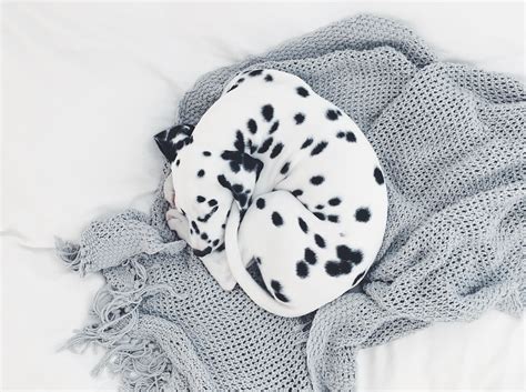 Viljodalmatian Cute Dalmatian Puppy Dalmatian Puppy Cute Dogs