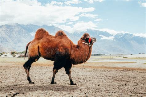 Double Hump Camel Walking In The Desert In Nubra Valley Ladakh India