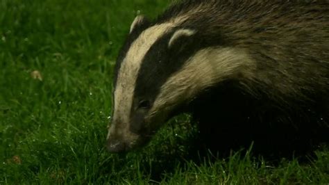 Irelands Farmers Describe Badger Cull Impact Bbc News