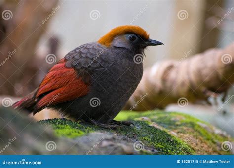 Exotic Bird In Tree Stock Image Image Of Moss Branch 15201715
