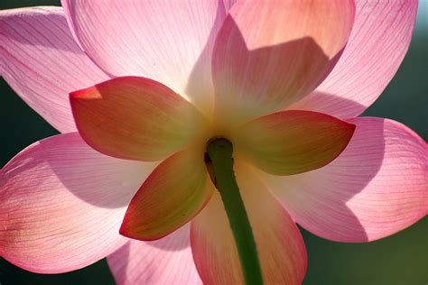 Backlit Lotus The Sun Shines Through A Lotus Blossom At Ke Flickr