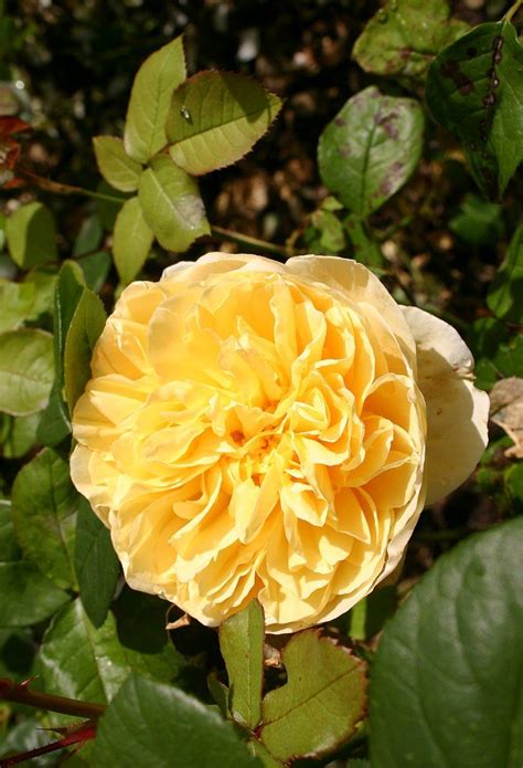Daily flower specials, same day delivery to all of austin, rose specials, flower delivery austin tx. Pin on Roses