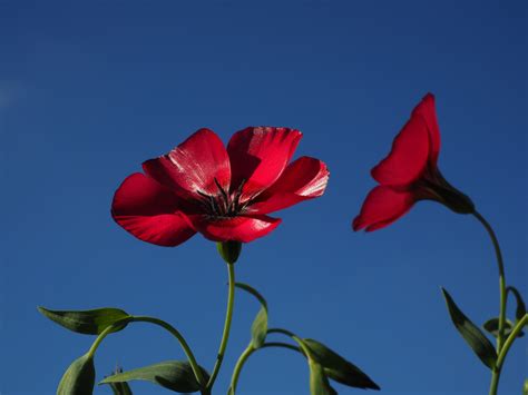 3840x2160 Wallpaper Red Poppy Flower Peakpx