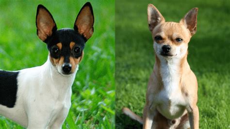 Taco Terrier Chihuahua And Toy Fox Terrier Mix Info Pictures Facts