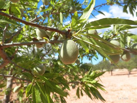 Maybe you would like to learn more about one of these? Donde dije flor, digo almendra: el fruto del almendro.