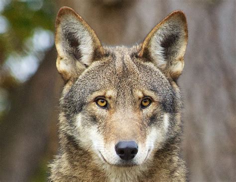 Red Wolf Conservation The Laurel Of Asheville